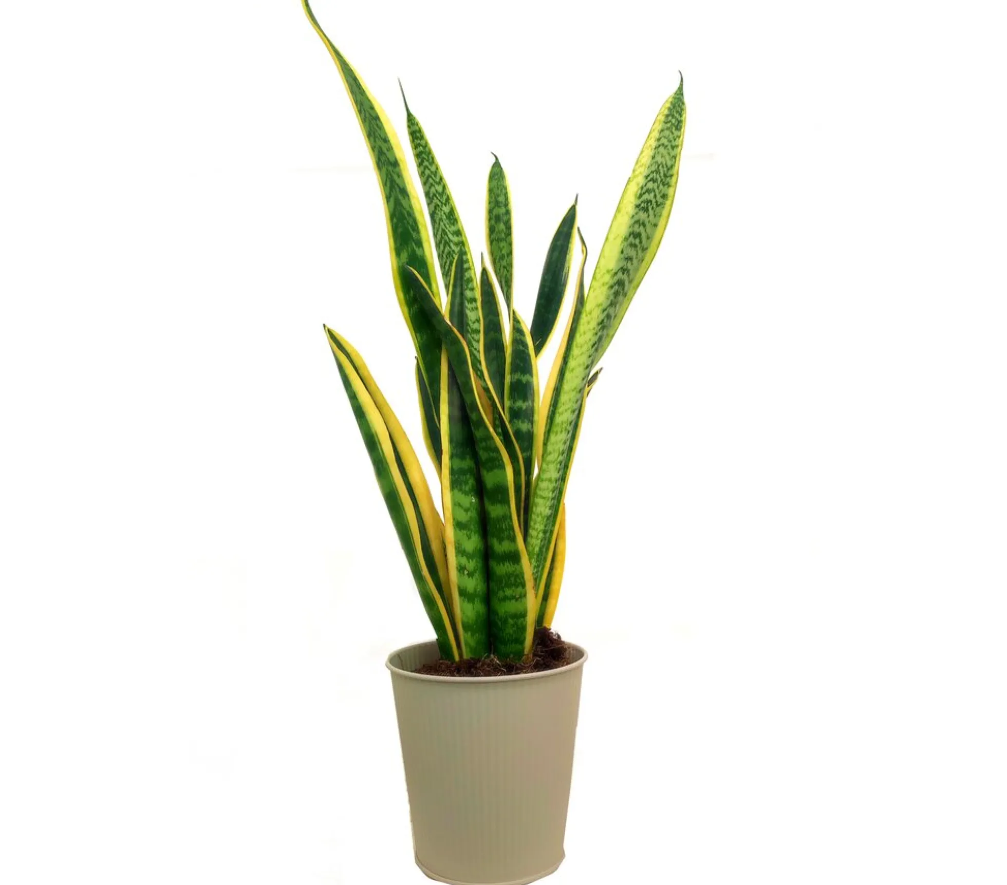 Sansevieria Laurenti M14 45cm (lengua De Suegra)