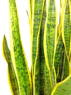 Sansevieria Laurenti M14 45cm (lengua De Suegra)