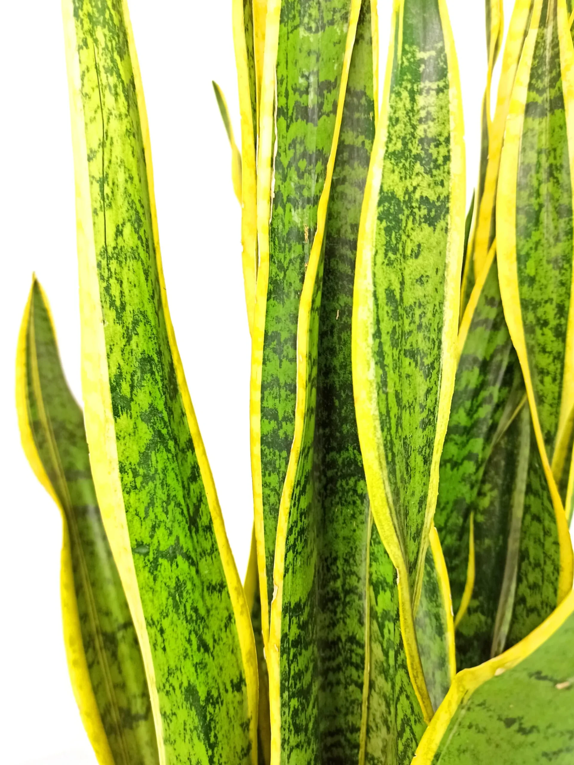Sansevieria Laurenti M14 45cm (lengua De Suegra)