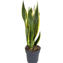 Sansevieria Laurenti M14 45cm (lengua De Suegra)
