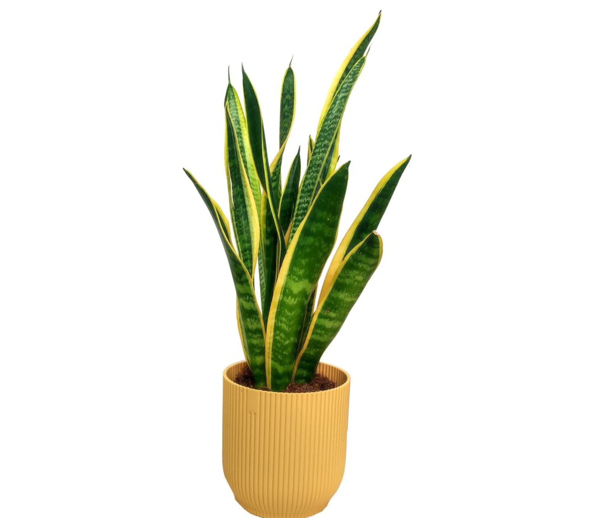Sansevieria Laurenti M14 45cm (lengua De Suegra)