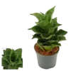 Sansevieria Mahanakorn Planta De Interior Ø6