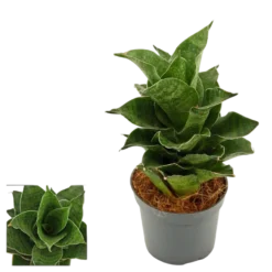 Sansevieria Mahanakorn Planta De Interior Ø6