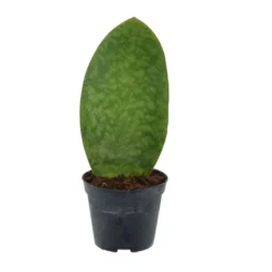 Sansevieria Masoniana Whale Fin Planta De Interior Ø8