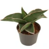 Sansevieria Samurai Planta De Interior Ø6