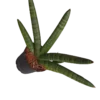 Sansevieria Skyline Planta De Interior Suculentas