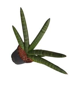 Sansevieria Skyline Planta De Interior Suculentas