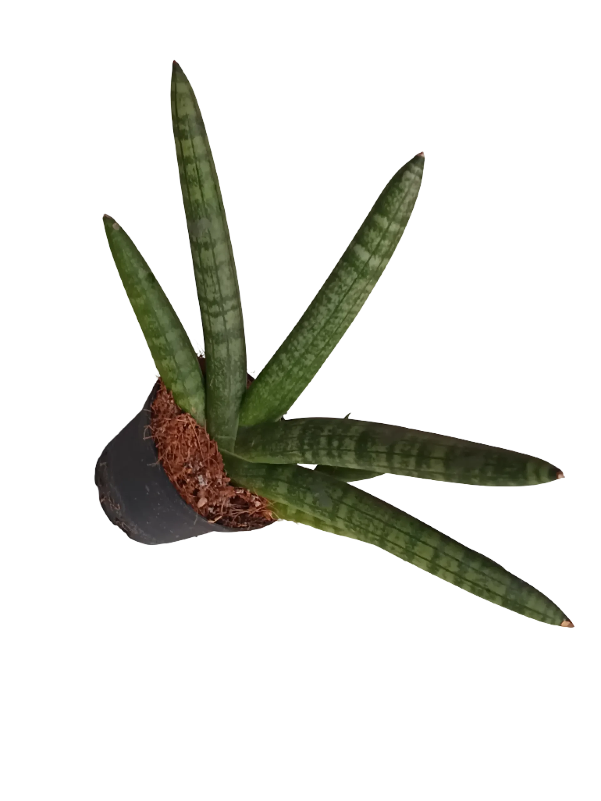 Sansevieria Skyline Planta De Interior Suculentas