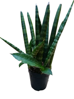 Sansevieria Sp Mini Ø6 Planta De Interior Muy Resistente