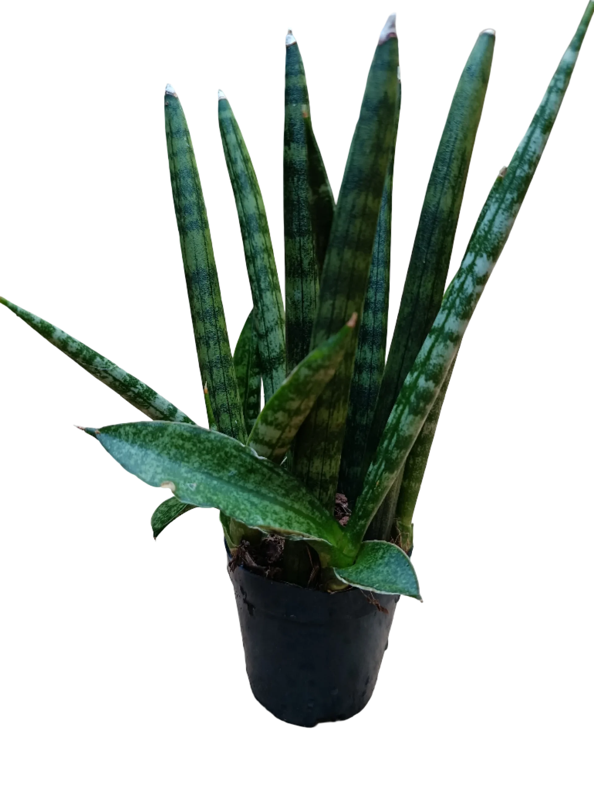 Sansevieria Sp Mini Ø6 Planta De Interior Muy Resistente
