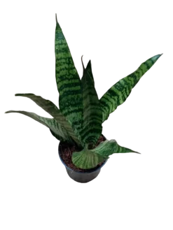Sansevieria Trifasciata Black Coral Ø9 Planta Purificante