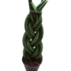 Sansevieria Twist 30 Cms Planta De Interior