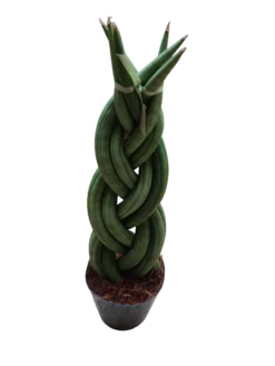 Sansevieria Twist 30 Cms Planta De Interior