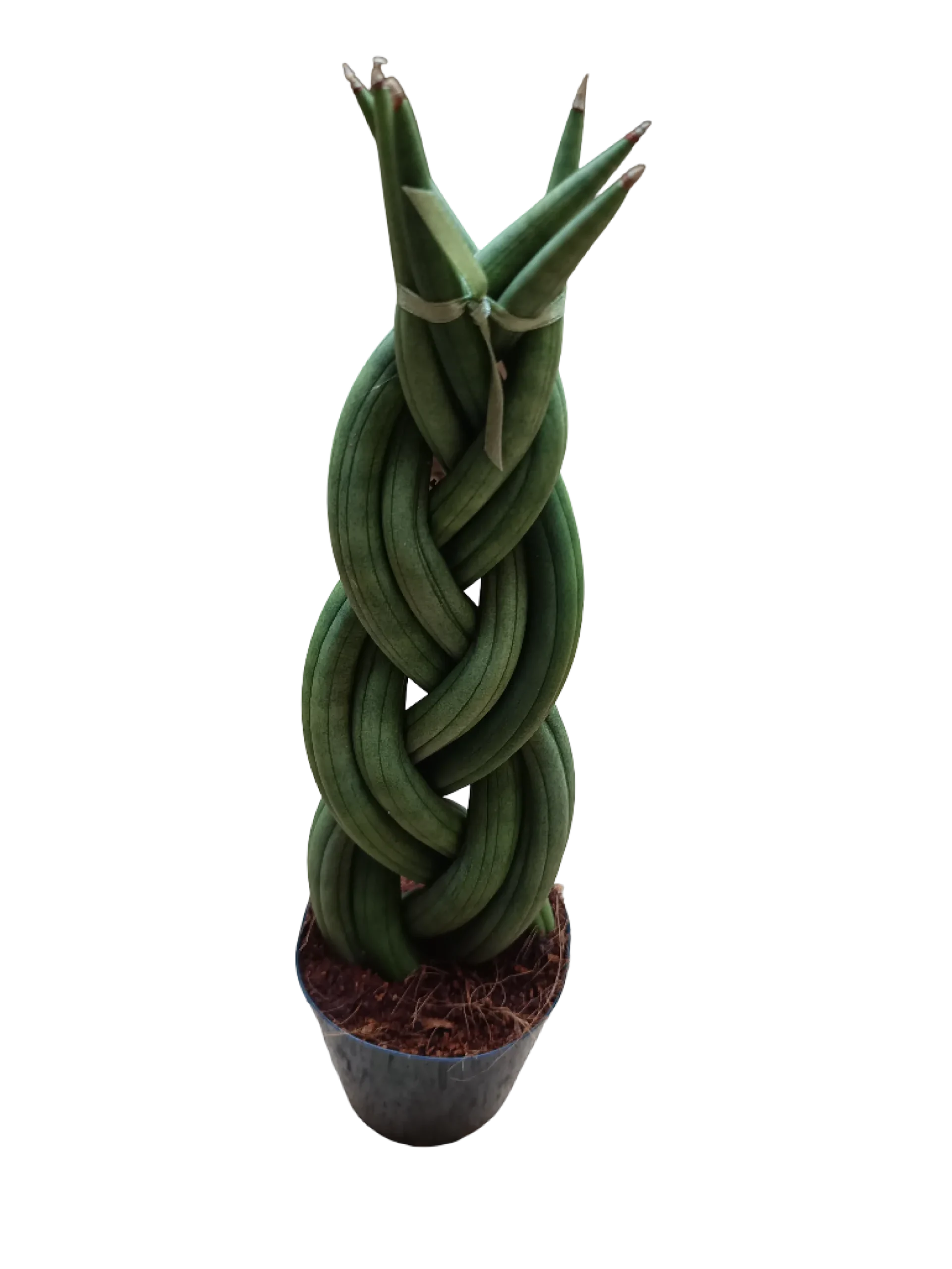 Sansevieria Twist 30 Cms Planta De Interior