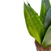 Sansevieria Zeilanica Lengua De Suegra O Espada De San Jorge Planta Muy Resistente Para Interior Maceta 14cm