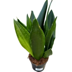 Sansevieria Zeilanica Lengua De Suegra O Espada De San Jorge Planta Muy Resistente Para Interior Maceta 14cm