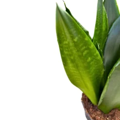 Sansevieria Zeilanica Lengua De Suegra O Espada De San Jorge Planta Muy Resistente Para Interior Maceta 17cm