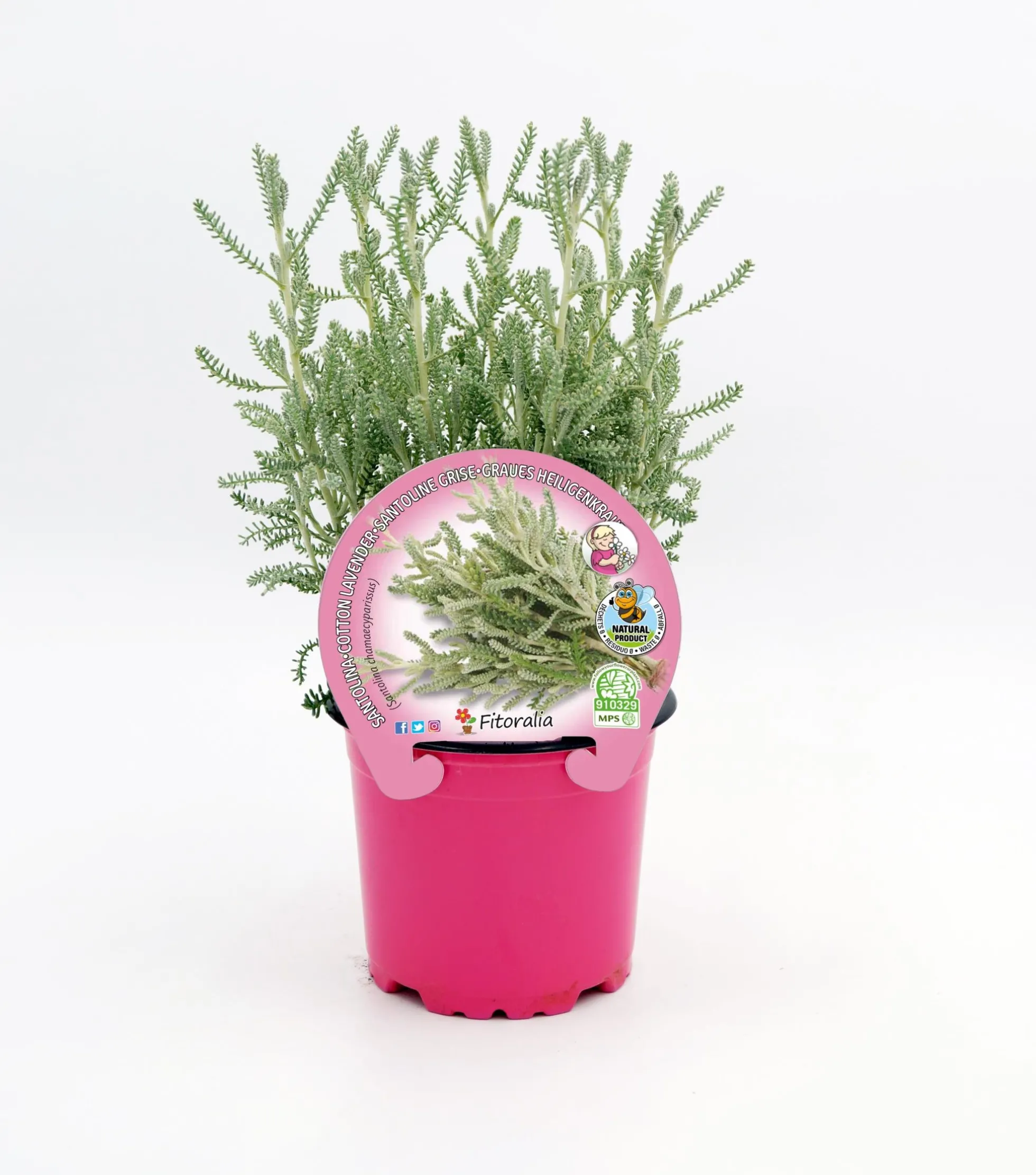 Santolina En Maceta 10,5 Cm. Natural - Fitoralia