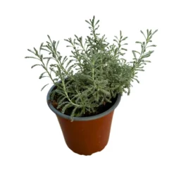 Santolina Planta Ornamental Para Jardines De Bajo Mantenimiento (santolina Chamaecyparissus) Maceta 17cm