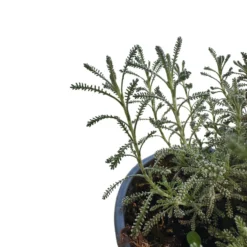 Santolina Planta Ornamental Para Jardines De Bajo Mantenimiento (santolina Chamaecyparissus) Maceta 17cm