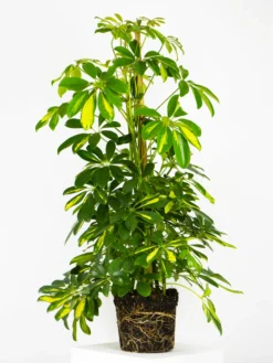 Scheffera | Altura 110cm - Diámetro 20cm