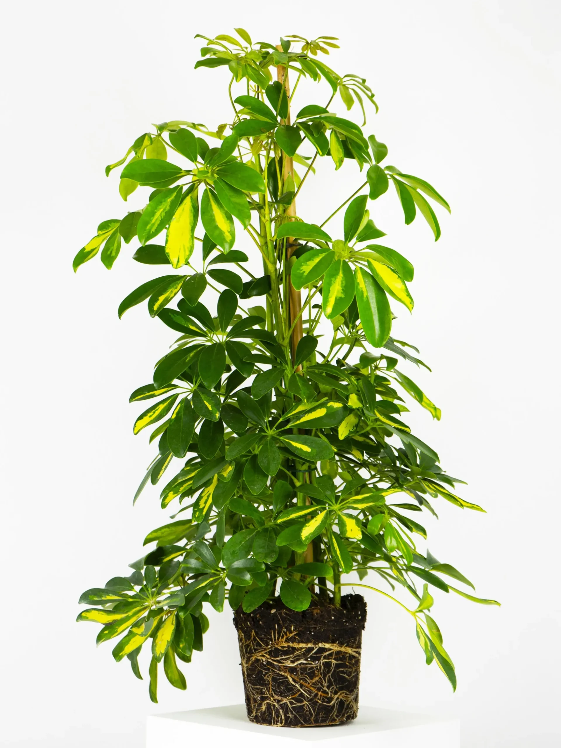 Scheffera | Altura 110cm - Diámetro 20cm