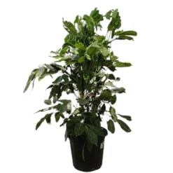 Schefflera Actinophylla M35 130-150cm