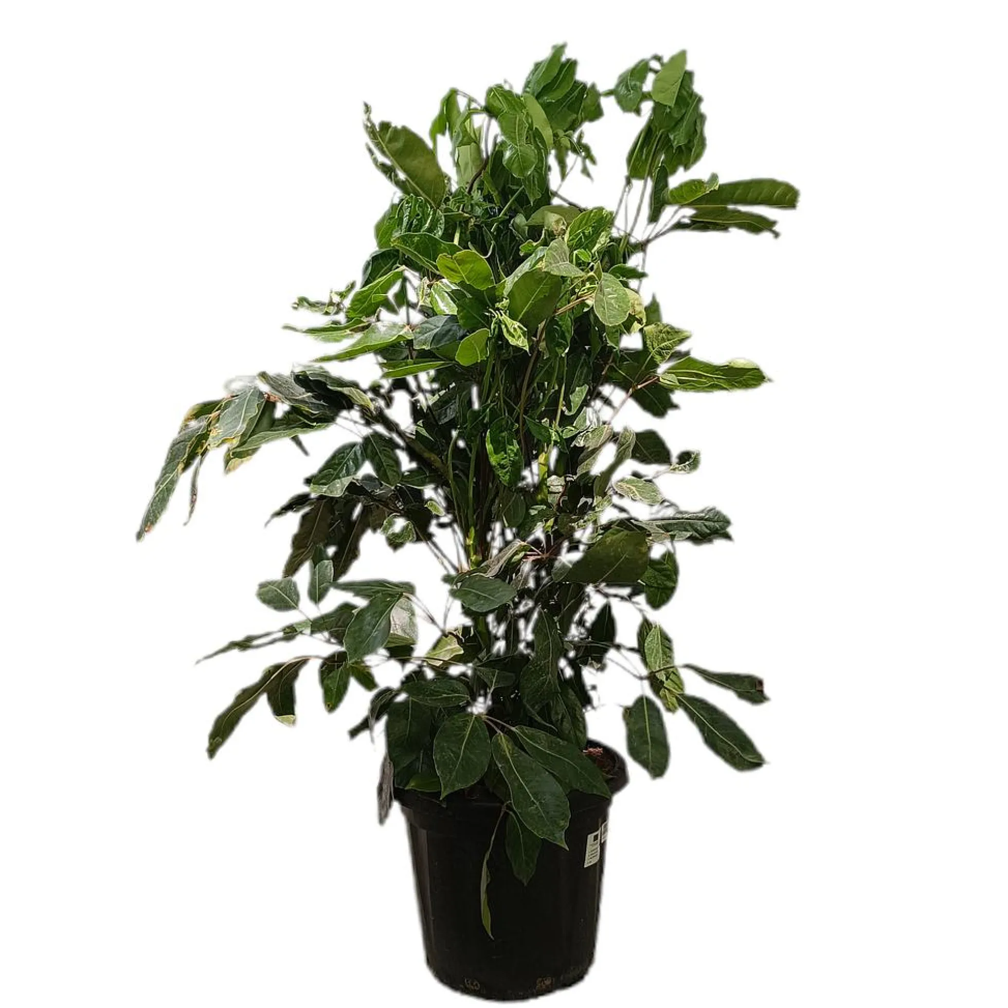 Schefflera Actinophylla M35 130-150cm