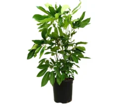 Schefflera Actinophylla M30 150-170cm