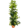 Schefflera Dalton M17 70- 90cm
