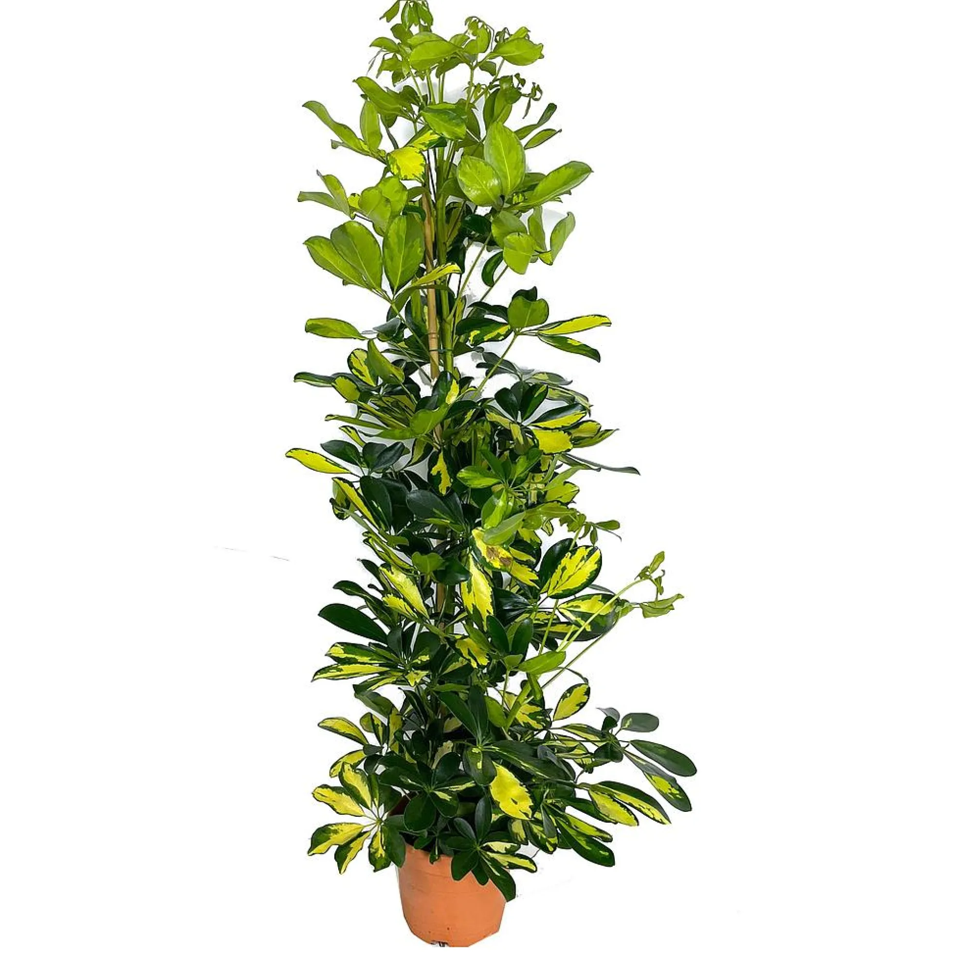 Schefflera Dalton M17 70- 90cm