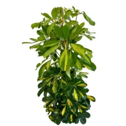 Schefflera Gold Capela Planta De Exterior Con Fuerte Resistencia M17