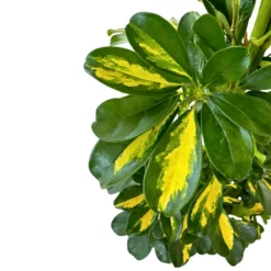 Schefflera Gold Capela Planta De Exterior Con Fuerte Resistencia M17