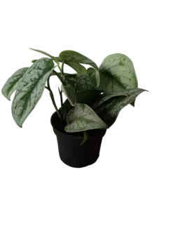 Scindapsus Trebie Planta De Interior Tipo Potho Ø12