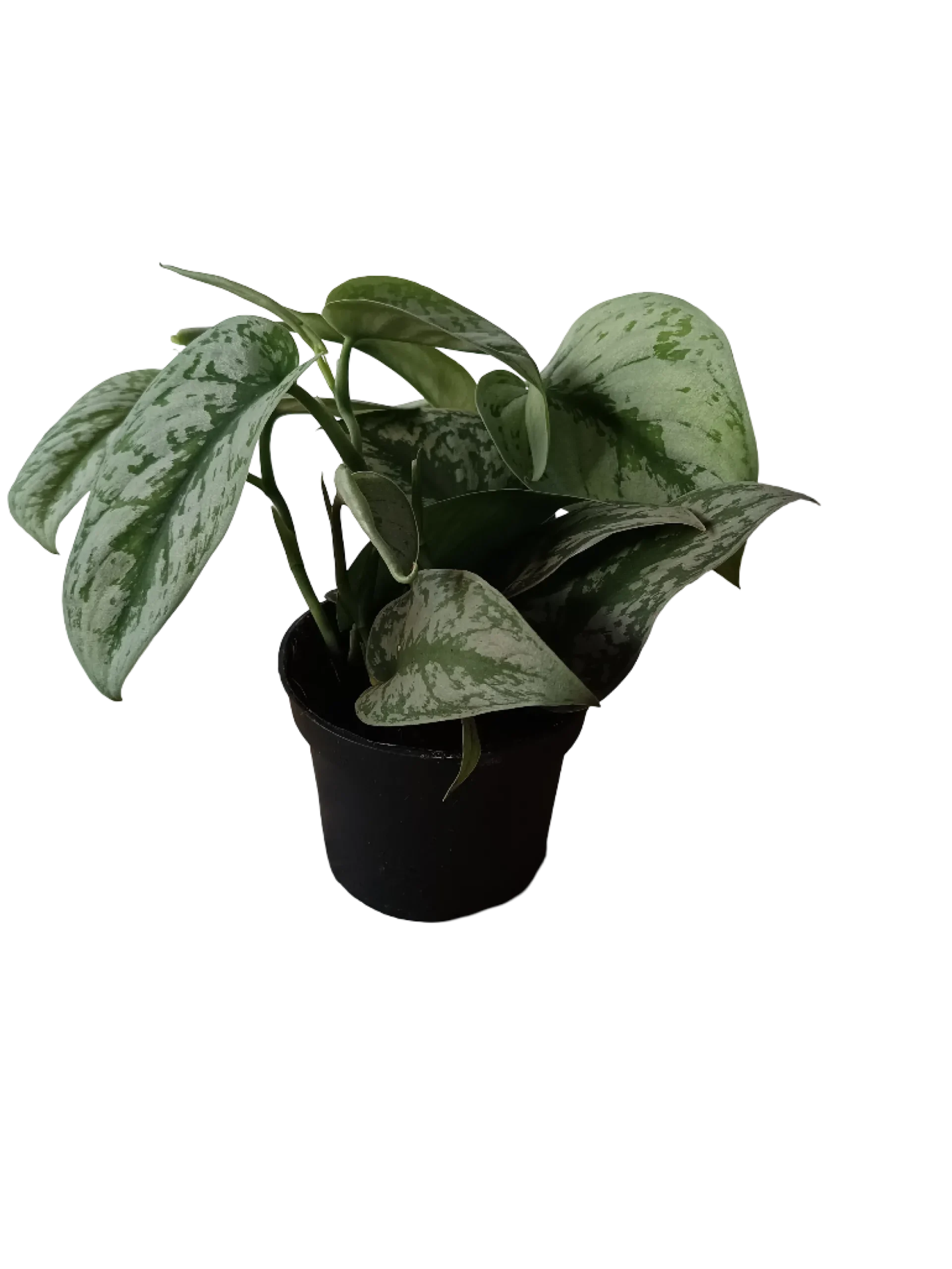 Scindapsus Trebie Planta De Interior Tipo Potho Ø12