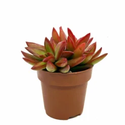 Sedum Adolphii Firestorm Cactus Y Suculentas M8,5 cm Ø