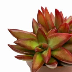 Sedum Adolphii Firestorm Cactus Y Suculentas M8,5 cm Ø