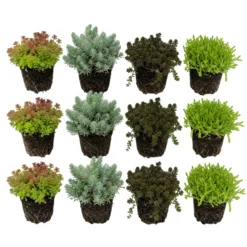 Sedum Siempreviva 12 Plantas - Mix Plantas Roca Borde Estanque - Resistente