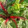 Semillas Acelga Roja Rhubarb Chard Ecológicas