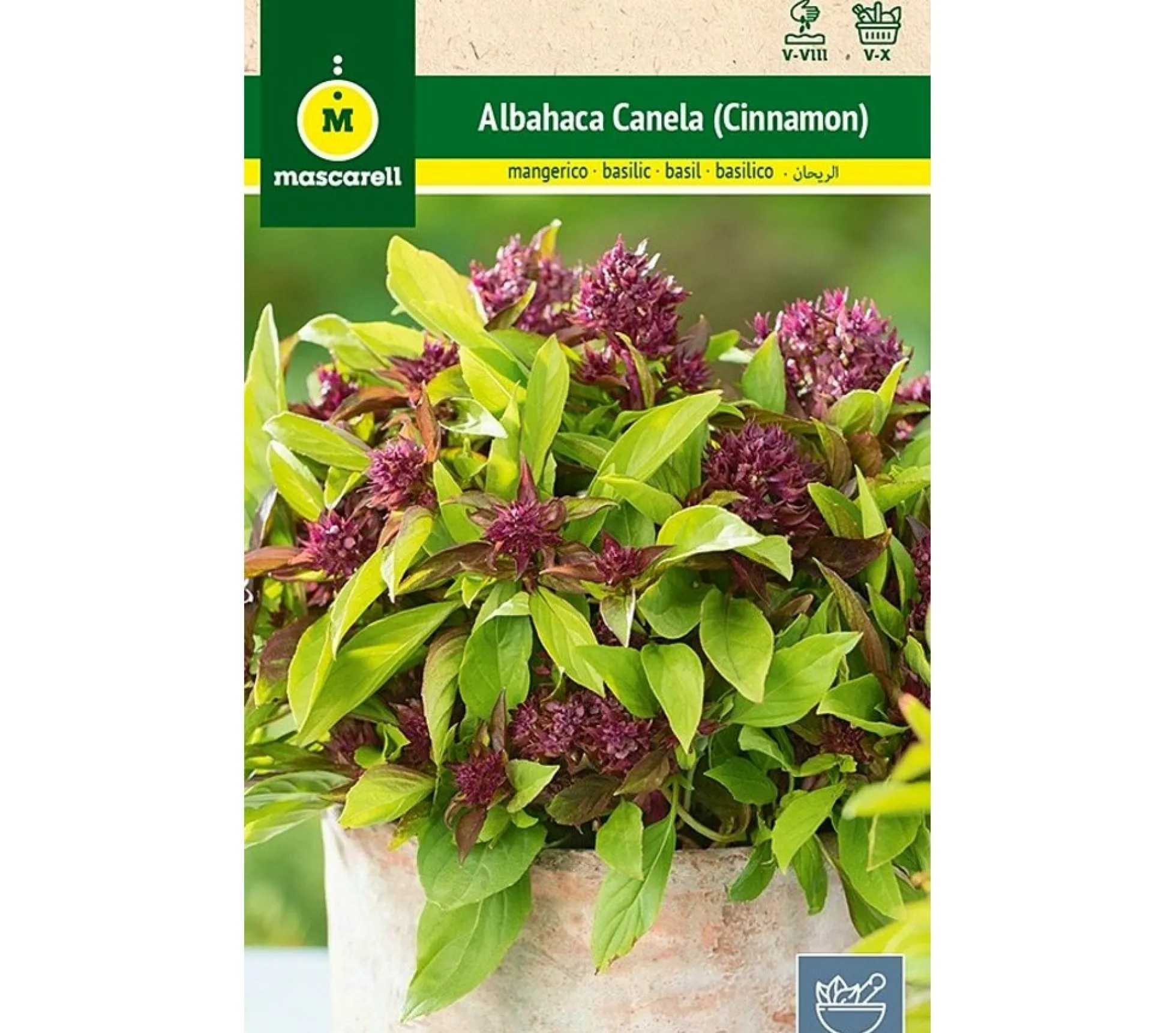 Semillas Albahaca Canela (cinnamon)