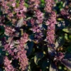 Semillas Albahaca Roja Ecológicas