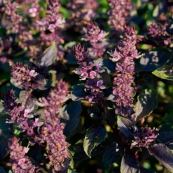 Semillas Albahaca Roja Ecológicas