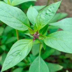 Semillas Albahaca Tailandesa Ecológicas