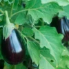 Semillas Berenjena Black Beauty Ecológicas