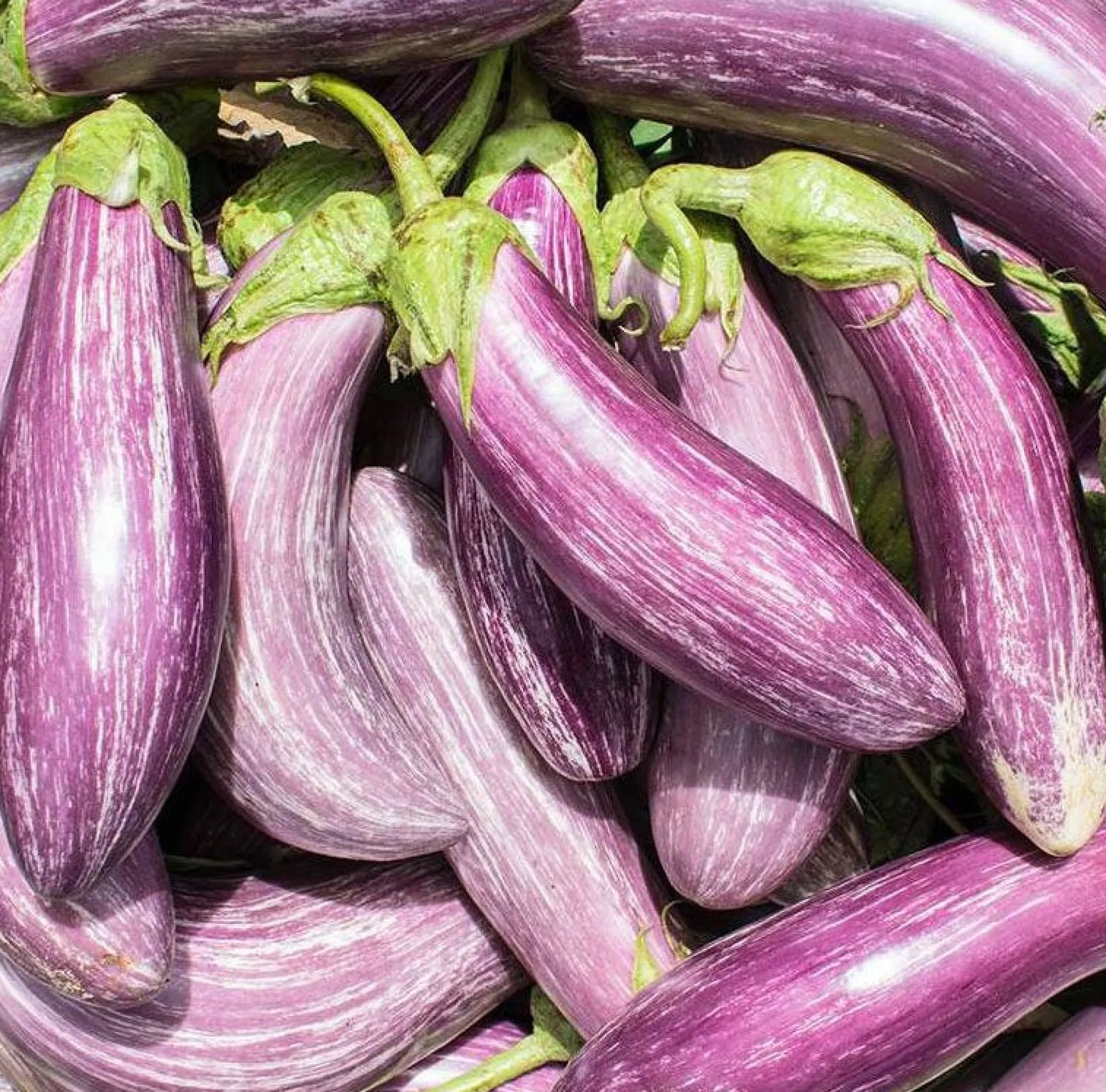 Semillas Berenjena Tsakoniki Ecológicas Biodinámicass Demeter