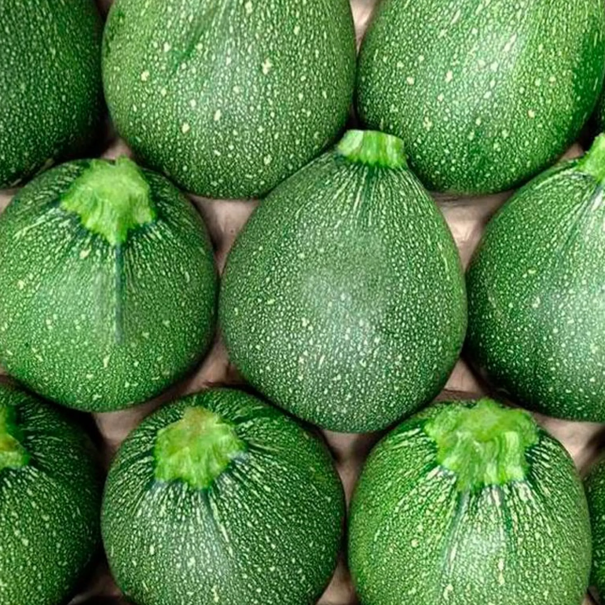 Semillas Calabacín Di Nizza Ecológicas