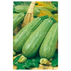 Semillas Calabacín Genovés