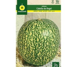 Semillas Calabaza Cabello De Ángel