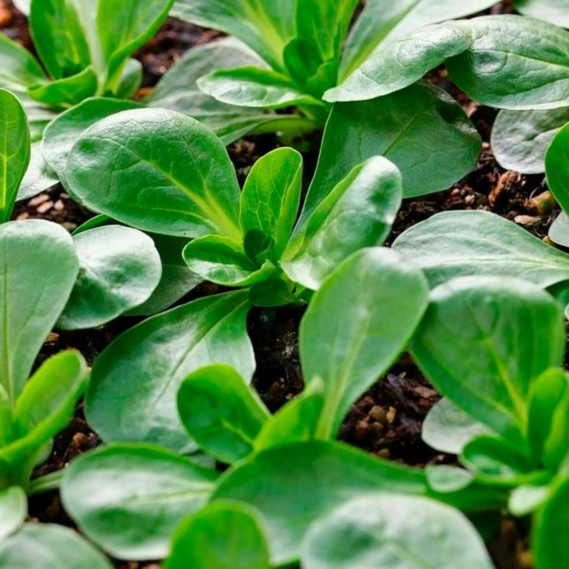 Semillas Canónigos Vit Ecológicas