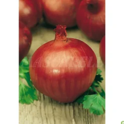 Semillas Cebolla Morada Amposta 3gm